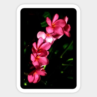 plumeria-flowers-lei-frangipani-floral-pink-blossom-flp-shirtyshirto-82 Sticker